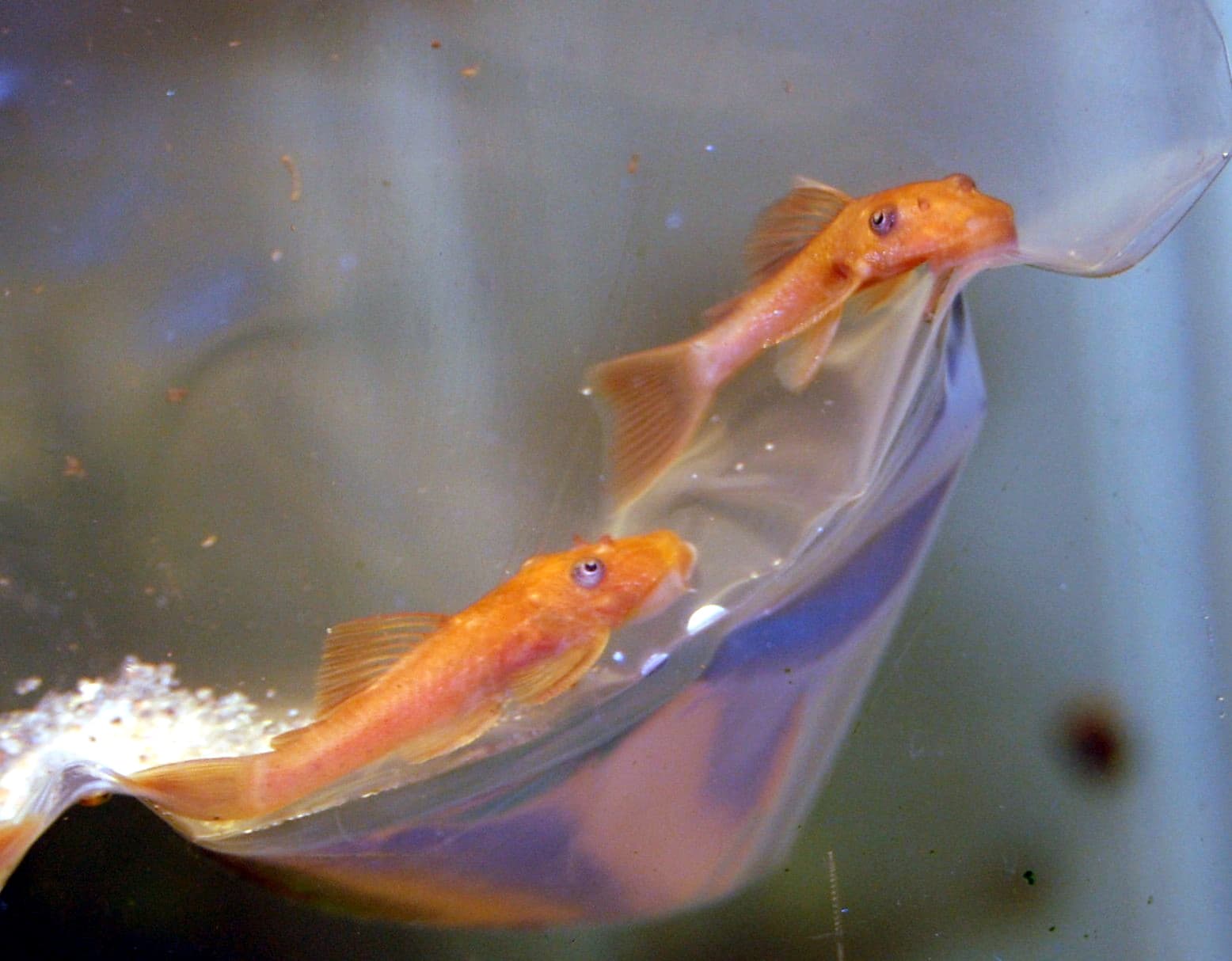 Super Red Bristlenose Pleco