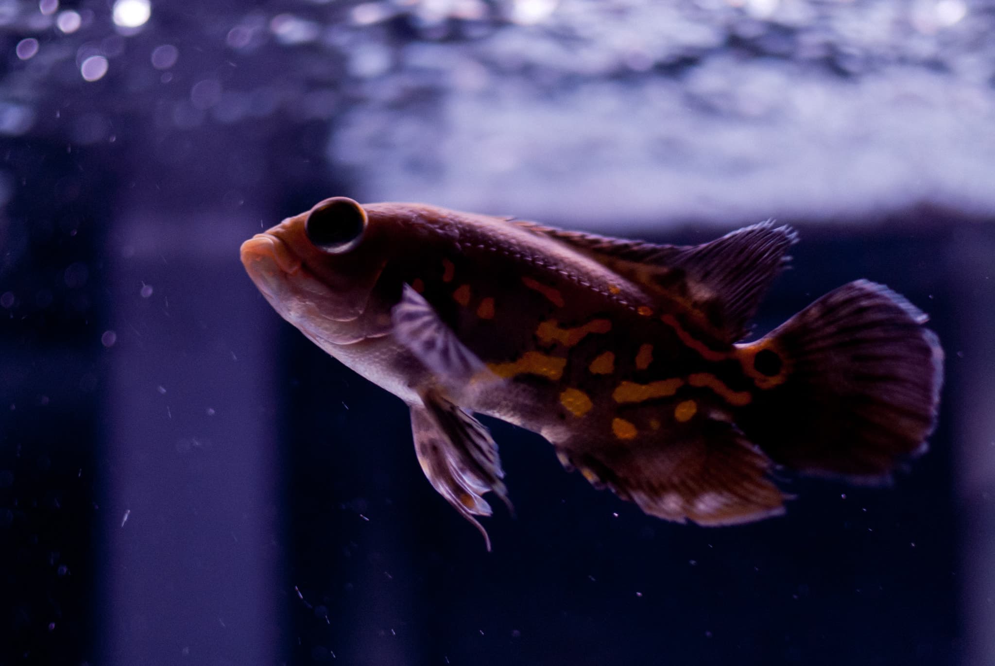Marbled Goby