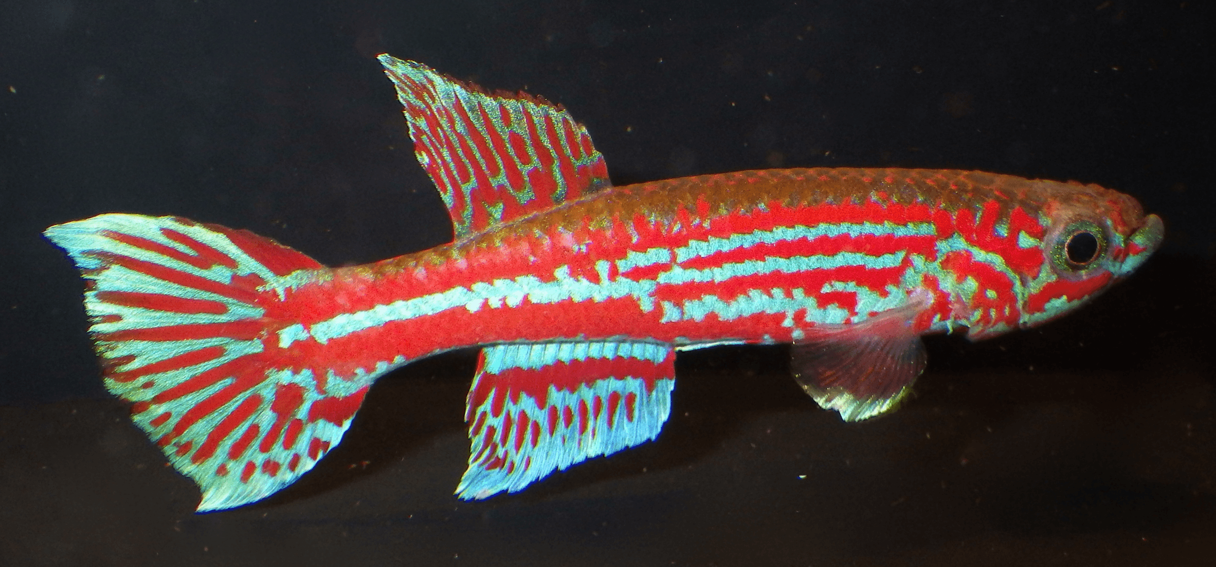 Ogoense Killifish