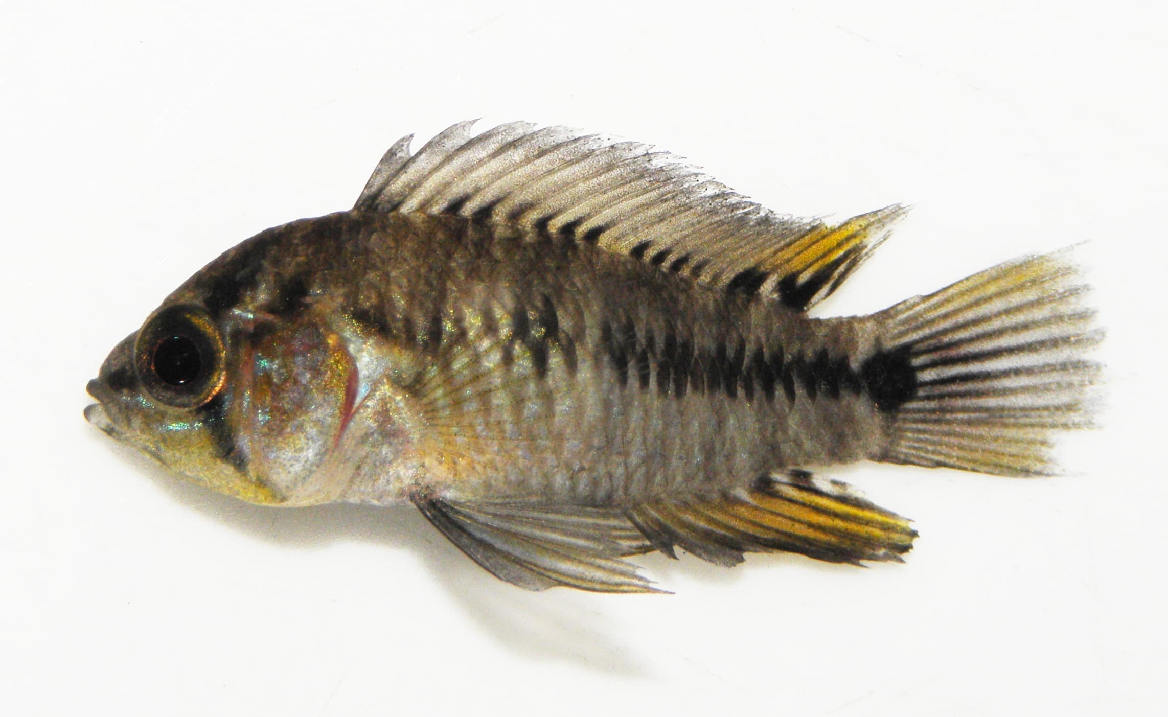 Umbrella Apisto