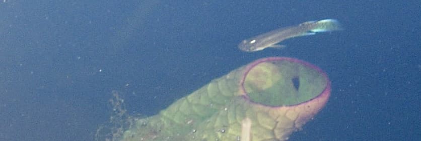 Kirchmayer's Killifish
