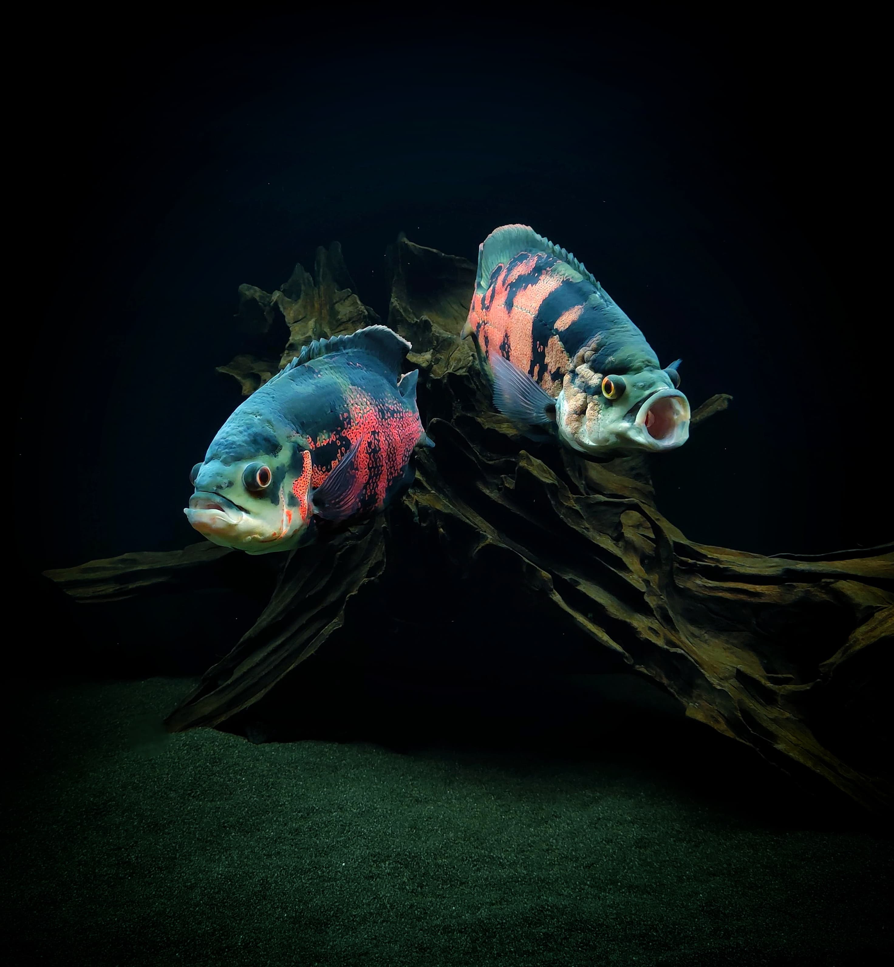 Oscar Cichlid