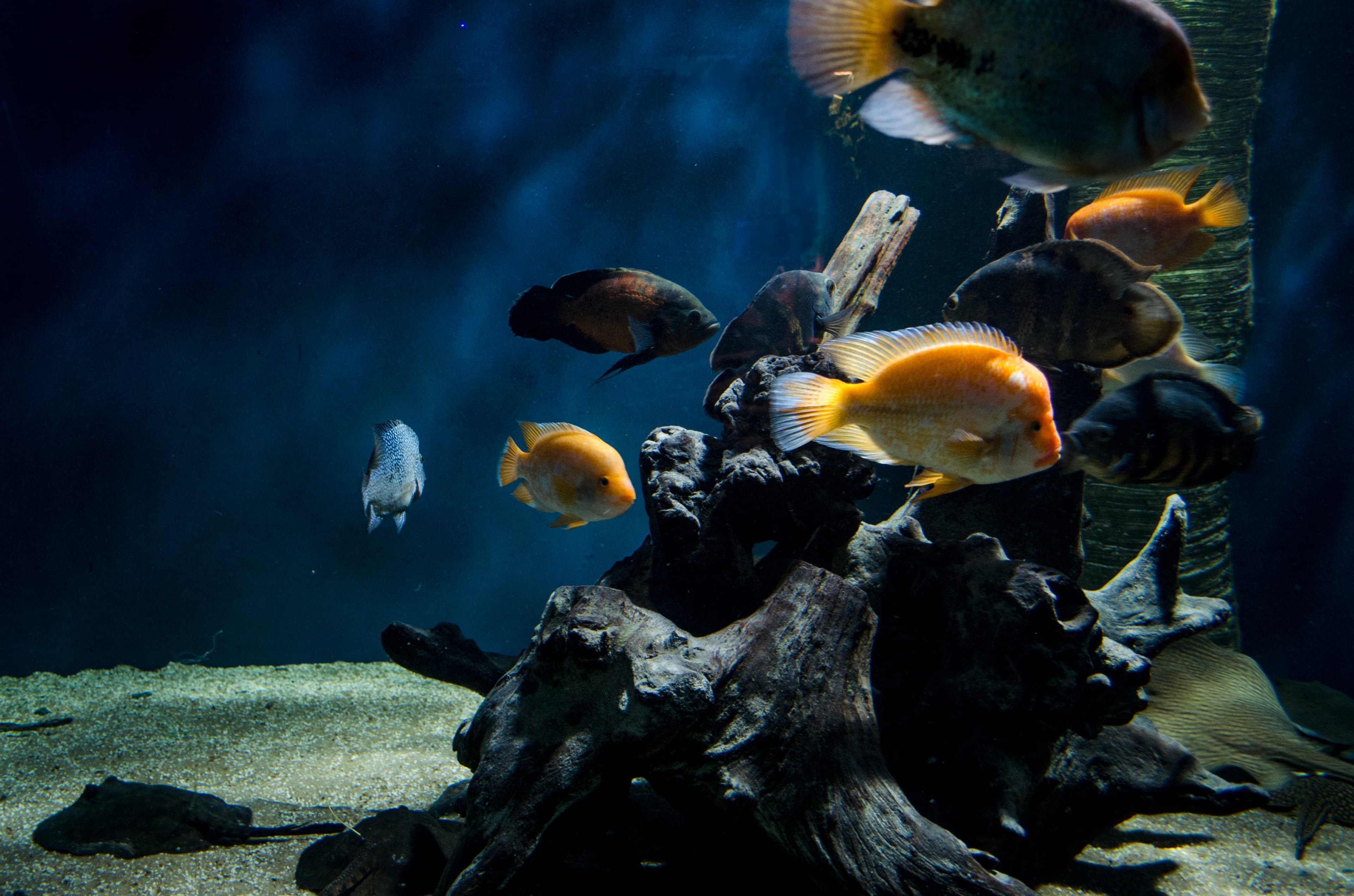 Oscar Cichlid