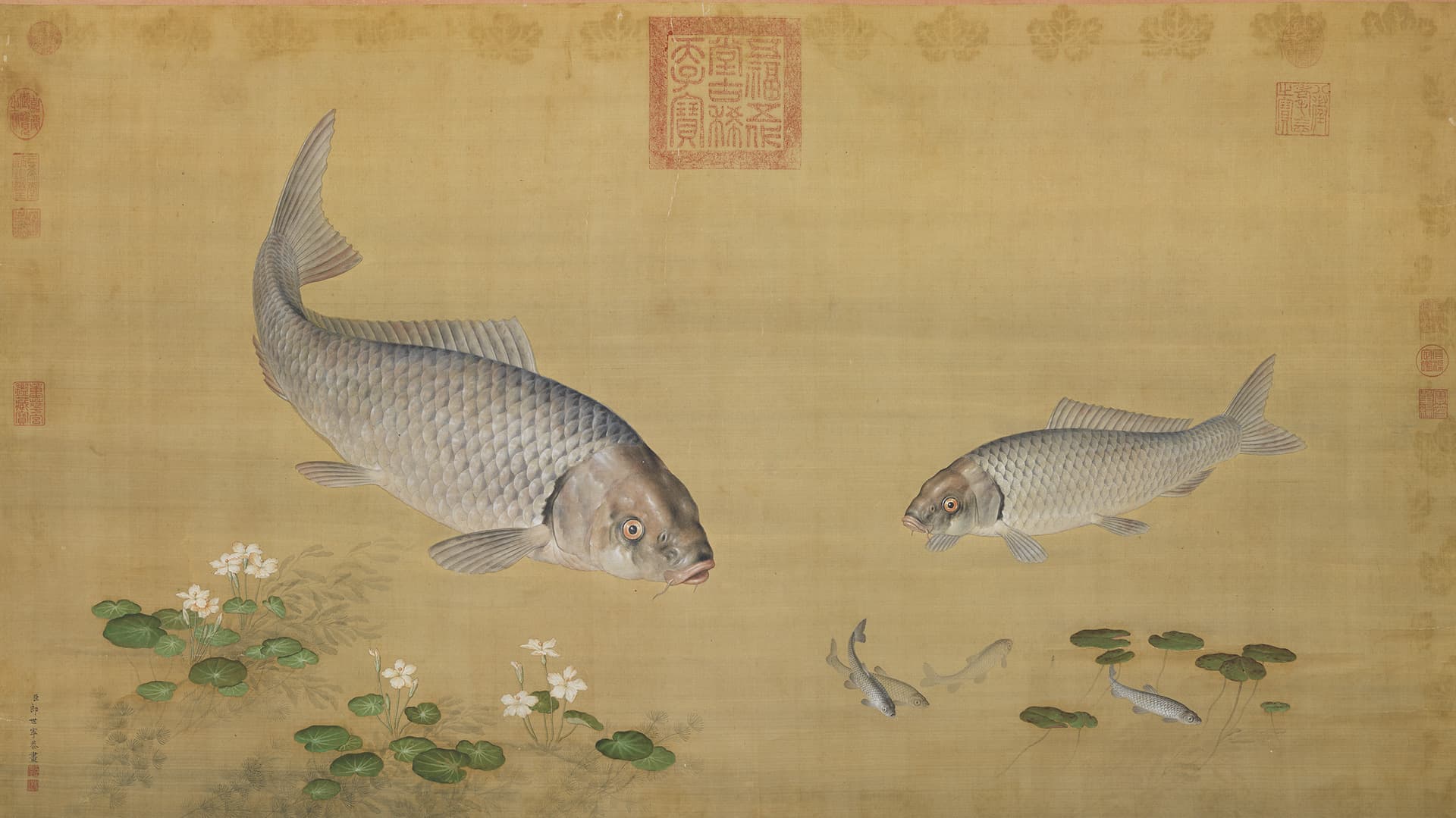 Common Carp