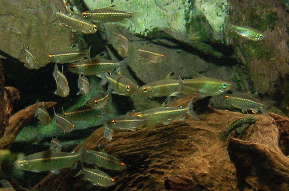 African Red-Eyed Tetra