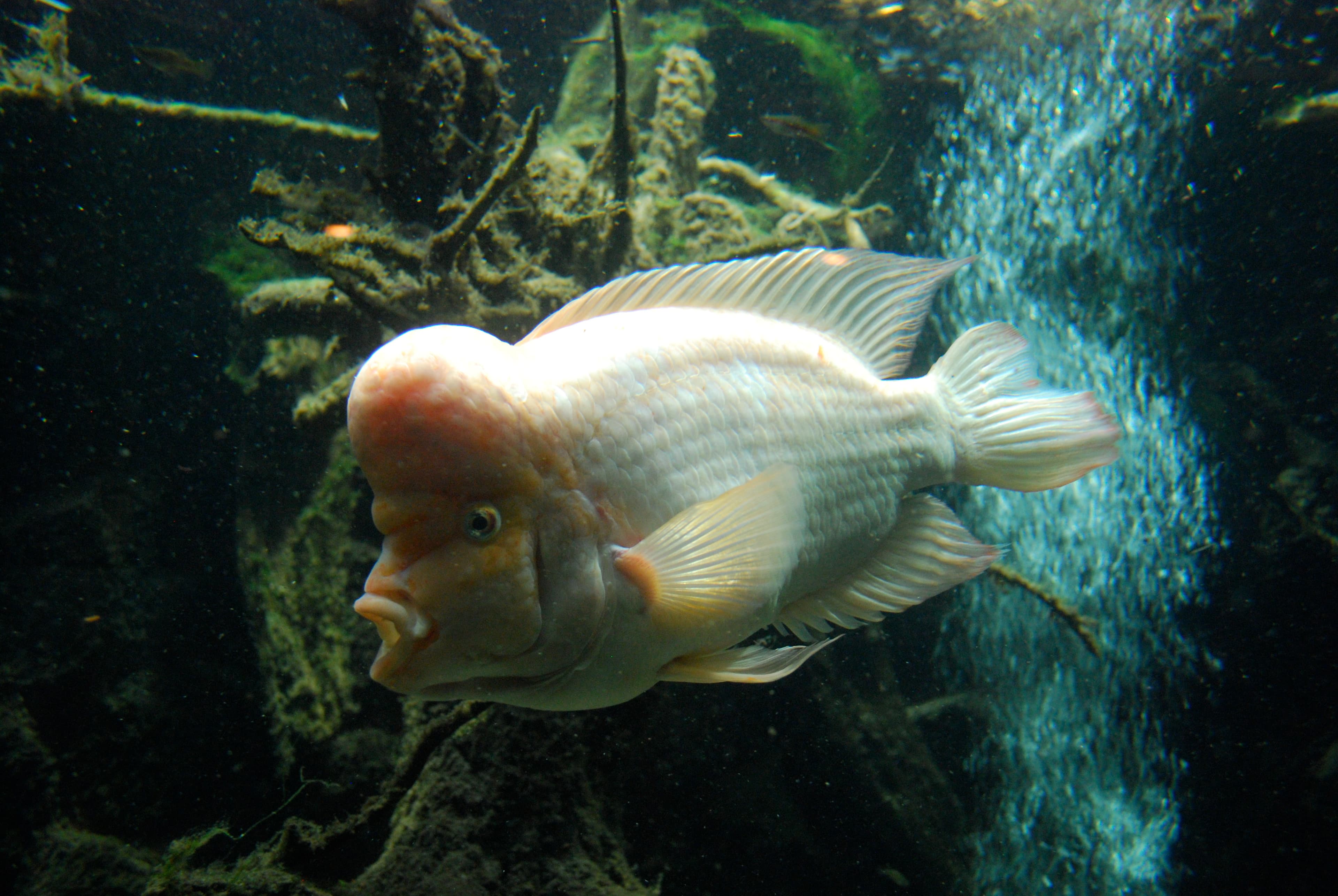 Flowerhorn Cichlid