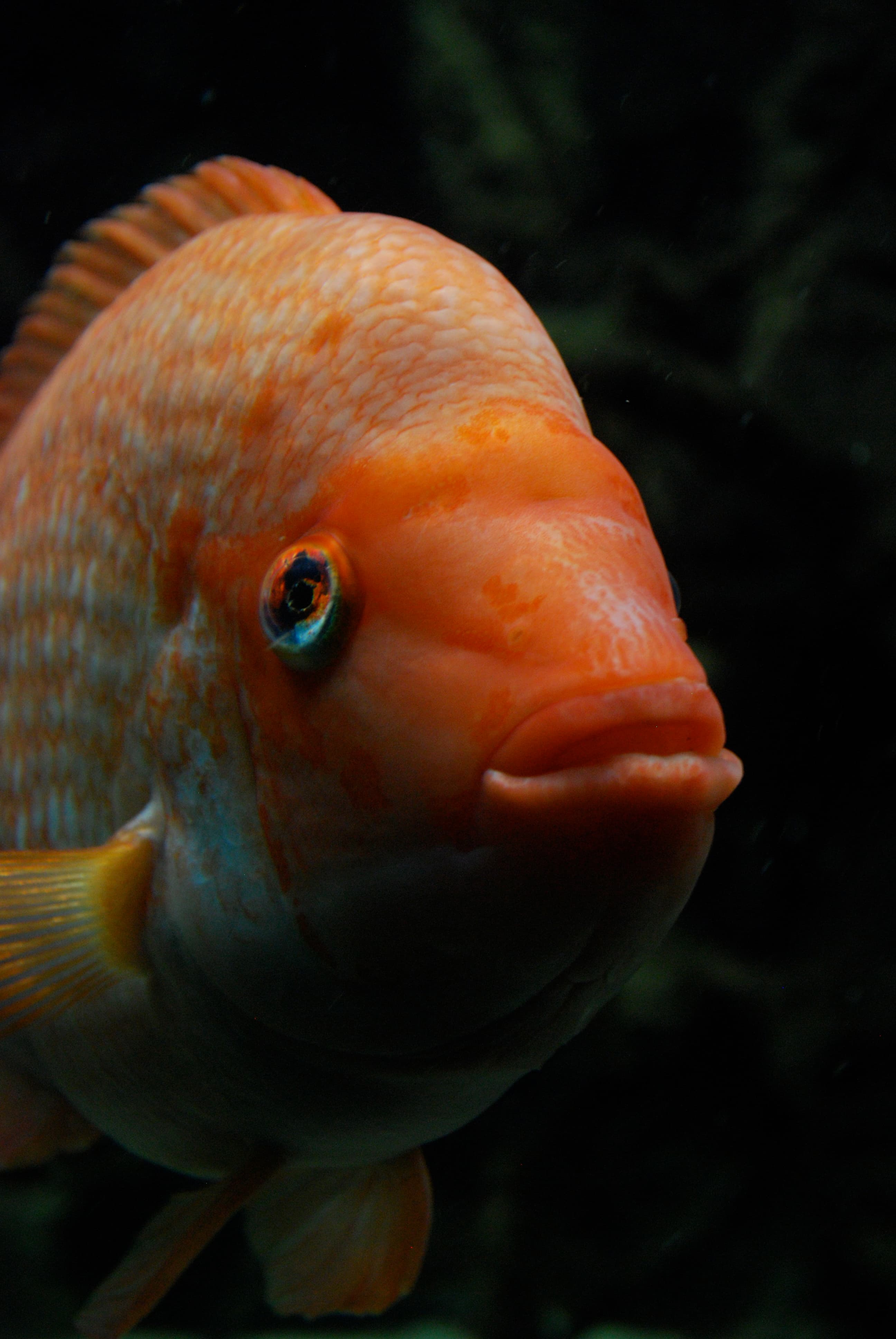 Red Devil Cichlid