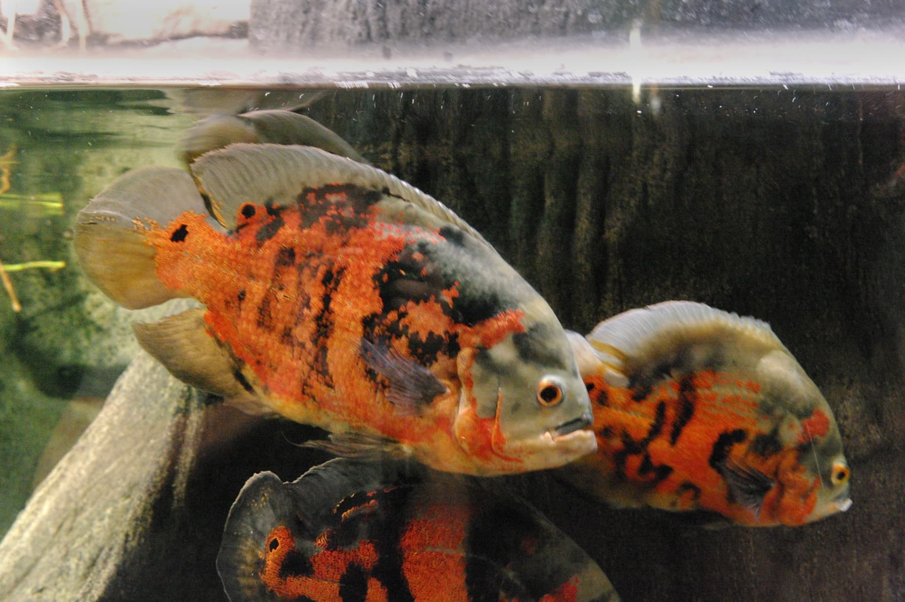 Oscar Cichlid