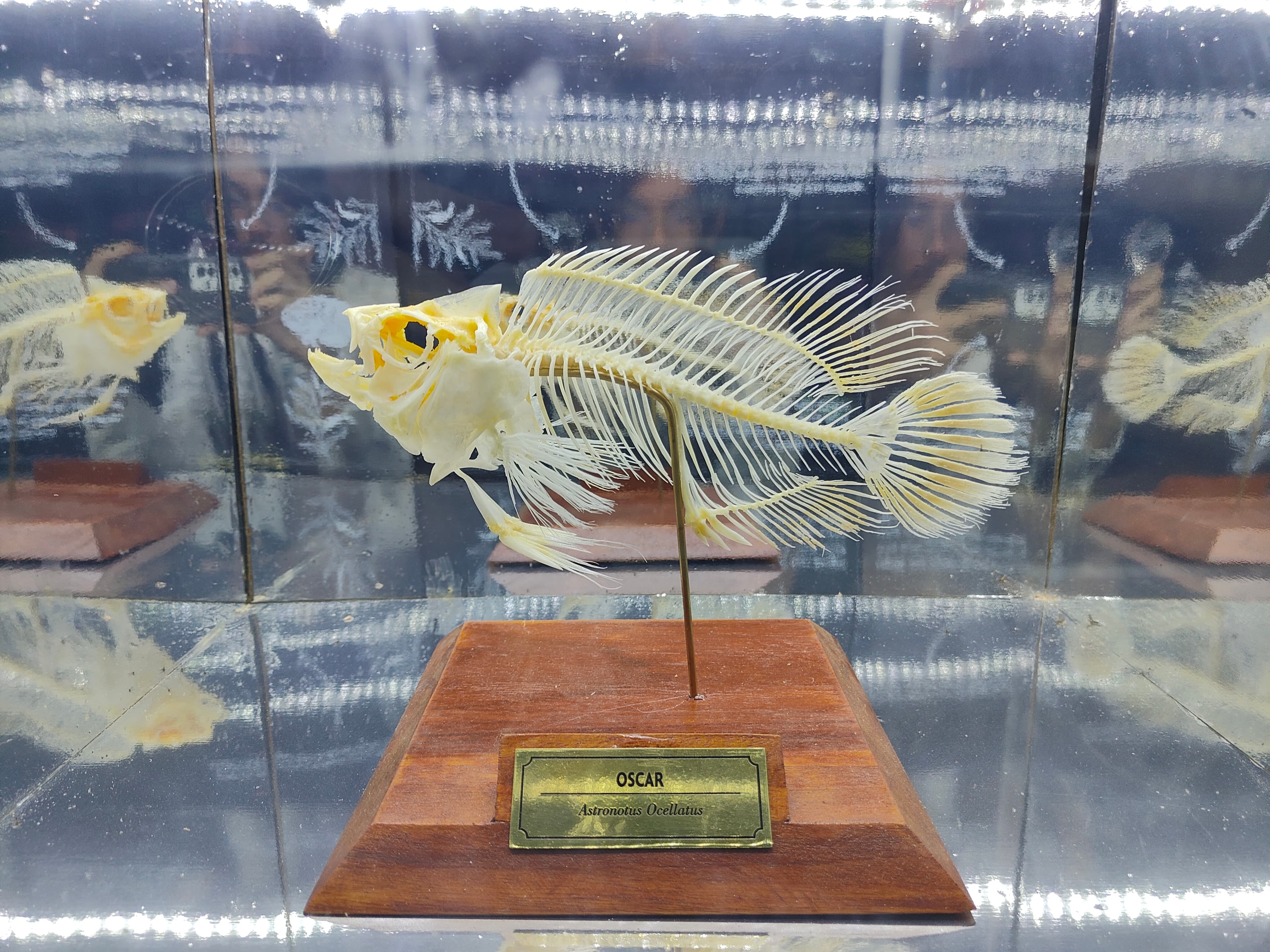 Oscar Cichlid