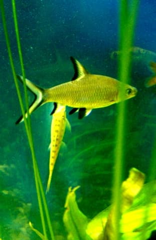 Bala Shark