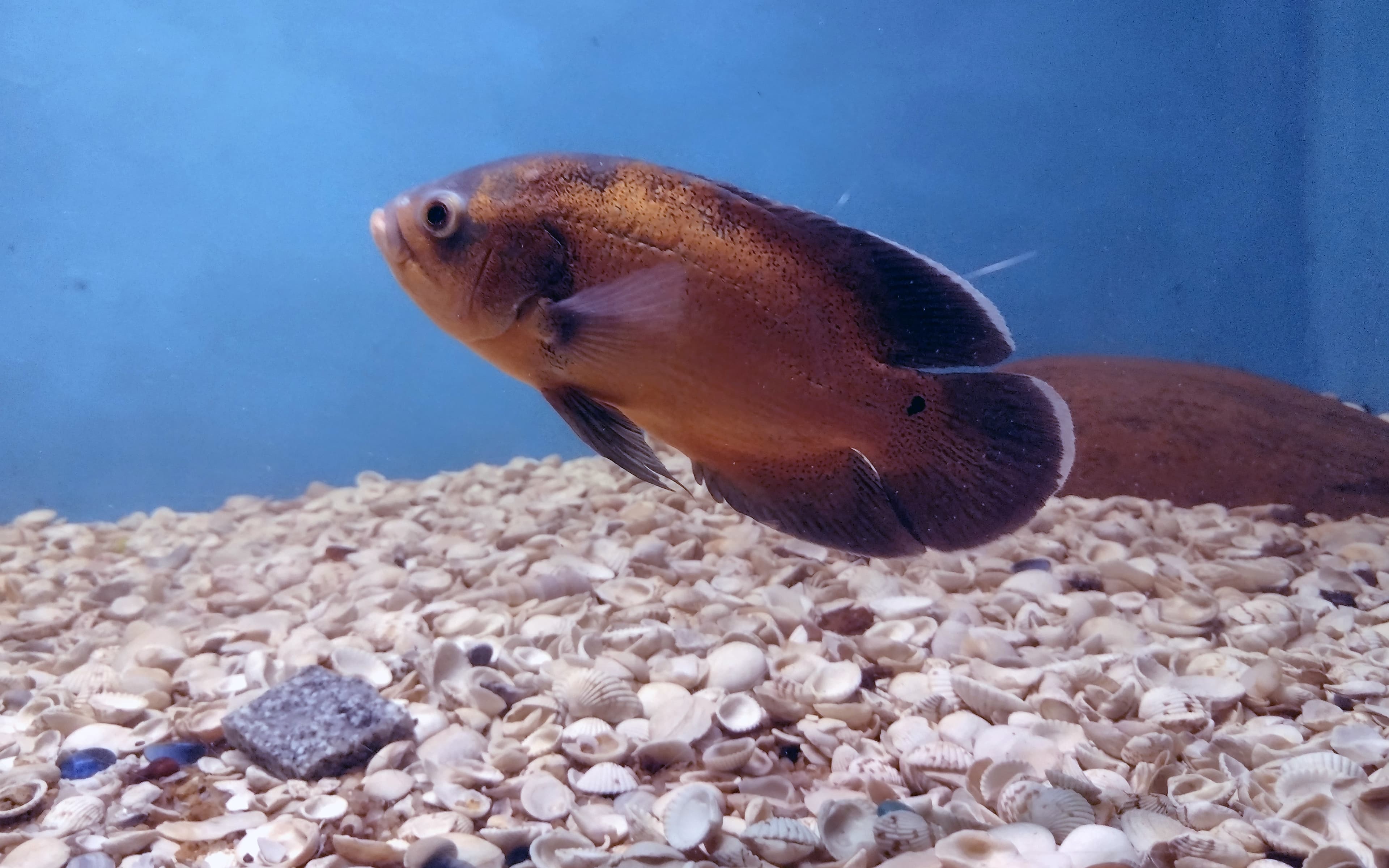 Oscar Cichlid
