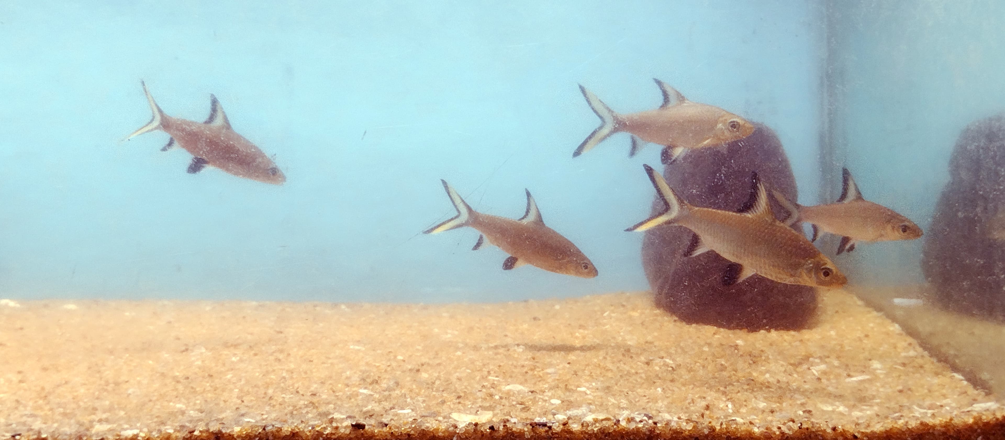 Bala Shark