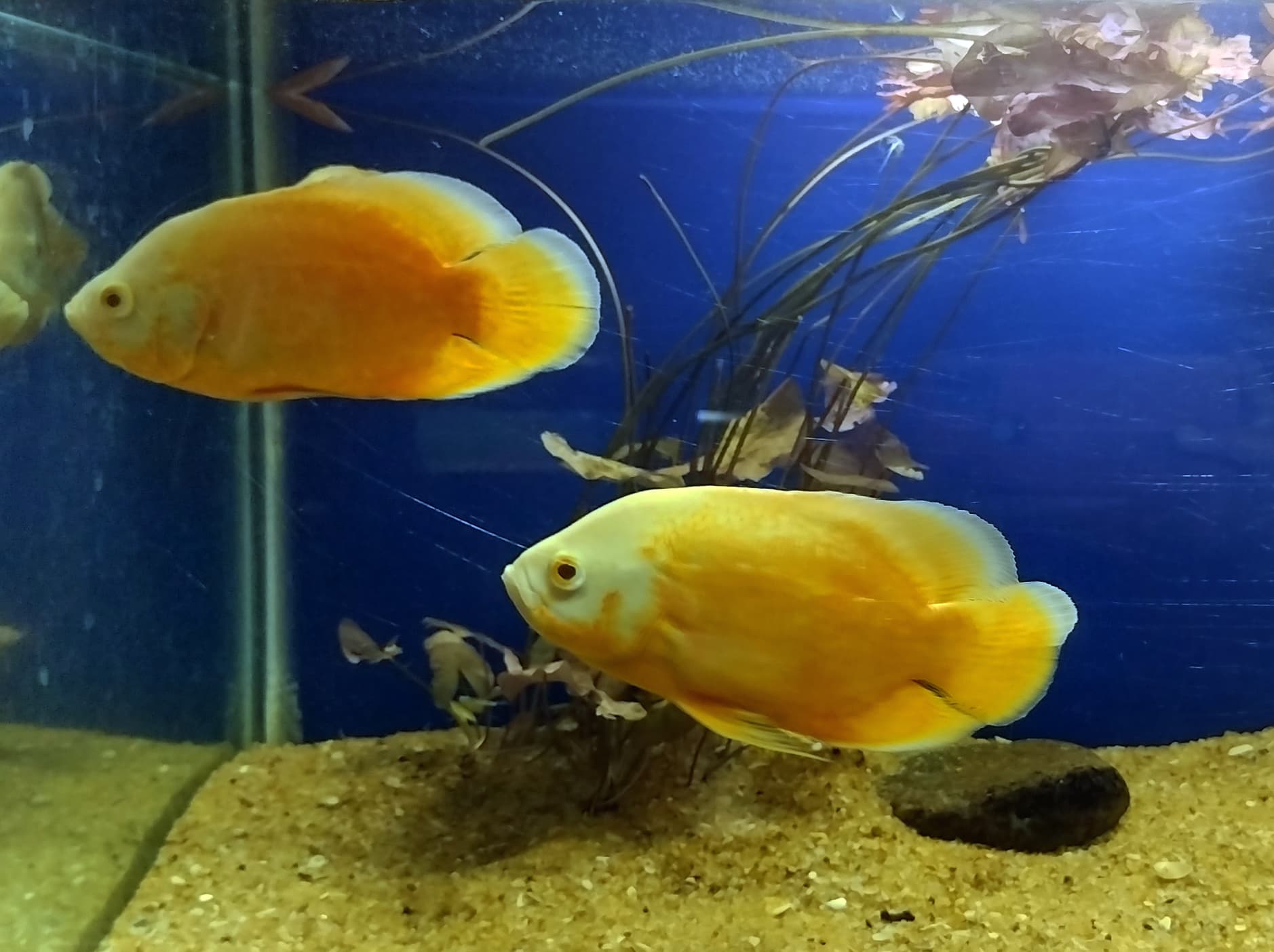 Albino Oscar Cichlid