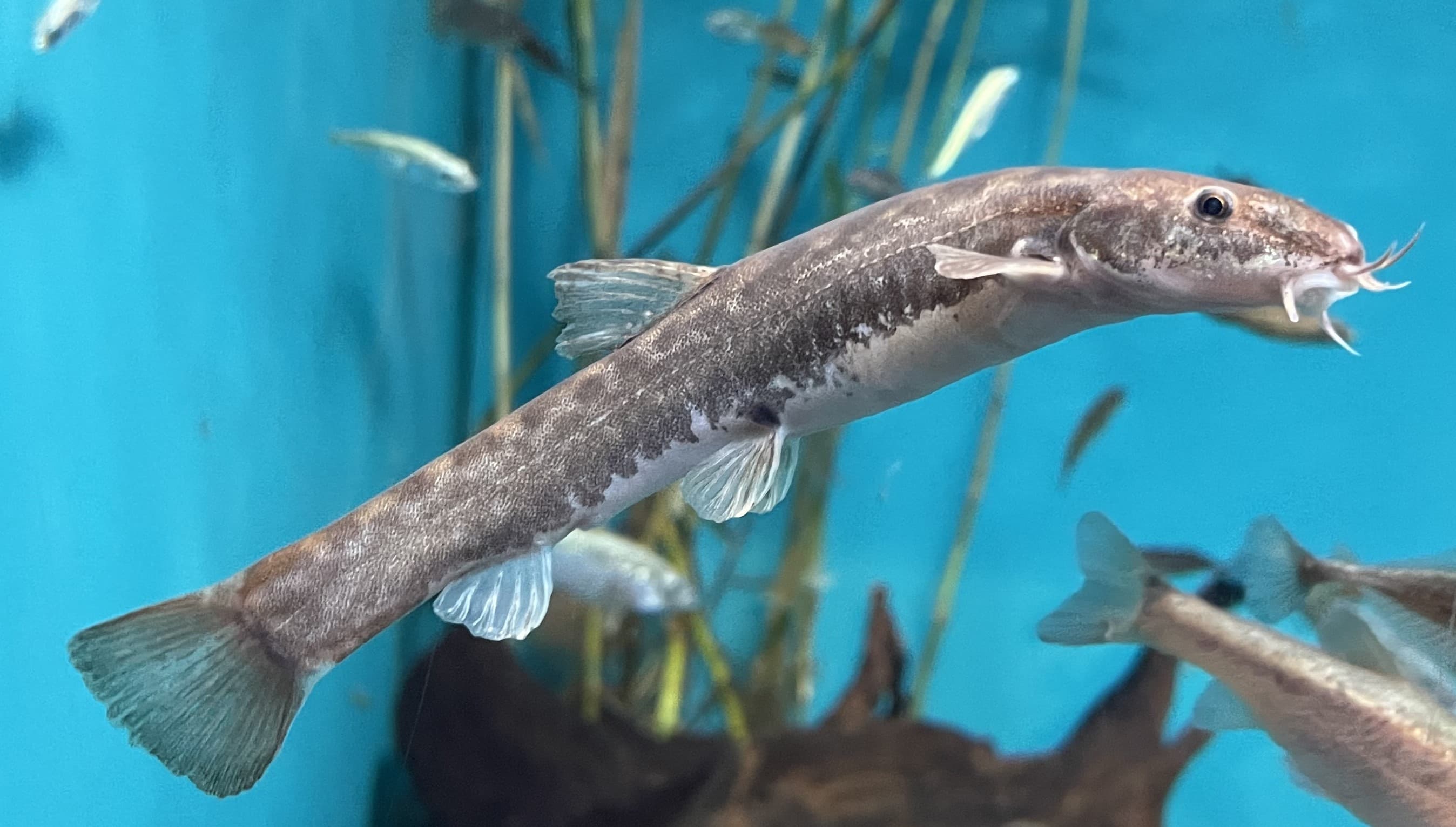 Stone Loach