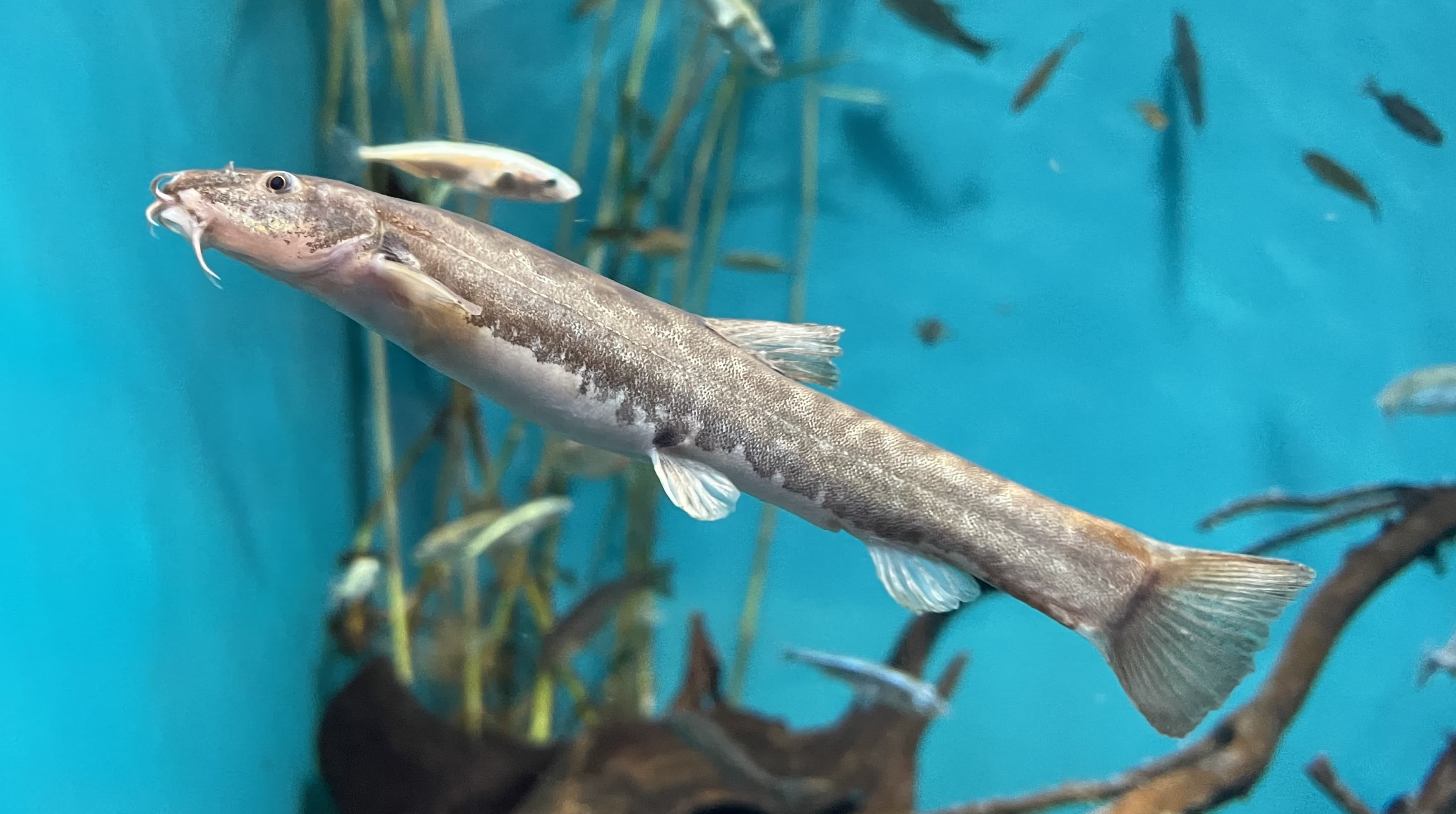 Stone Loach