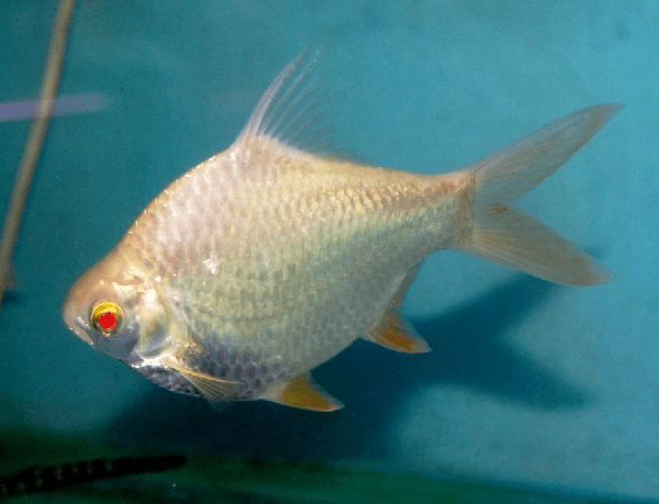 Tinfoil Barb