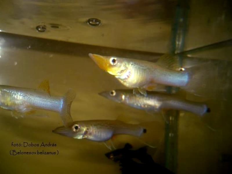 Pike Livebearer