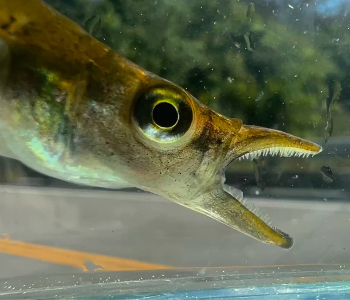 Pike Topminnow