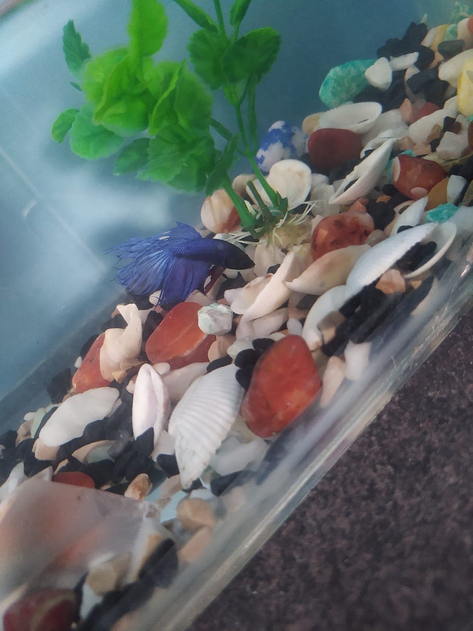 Betta Fish