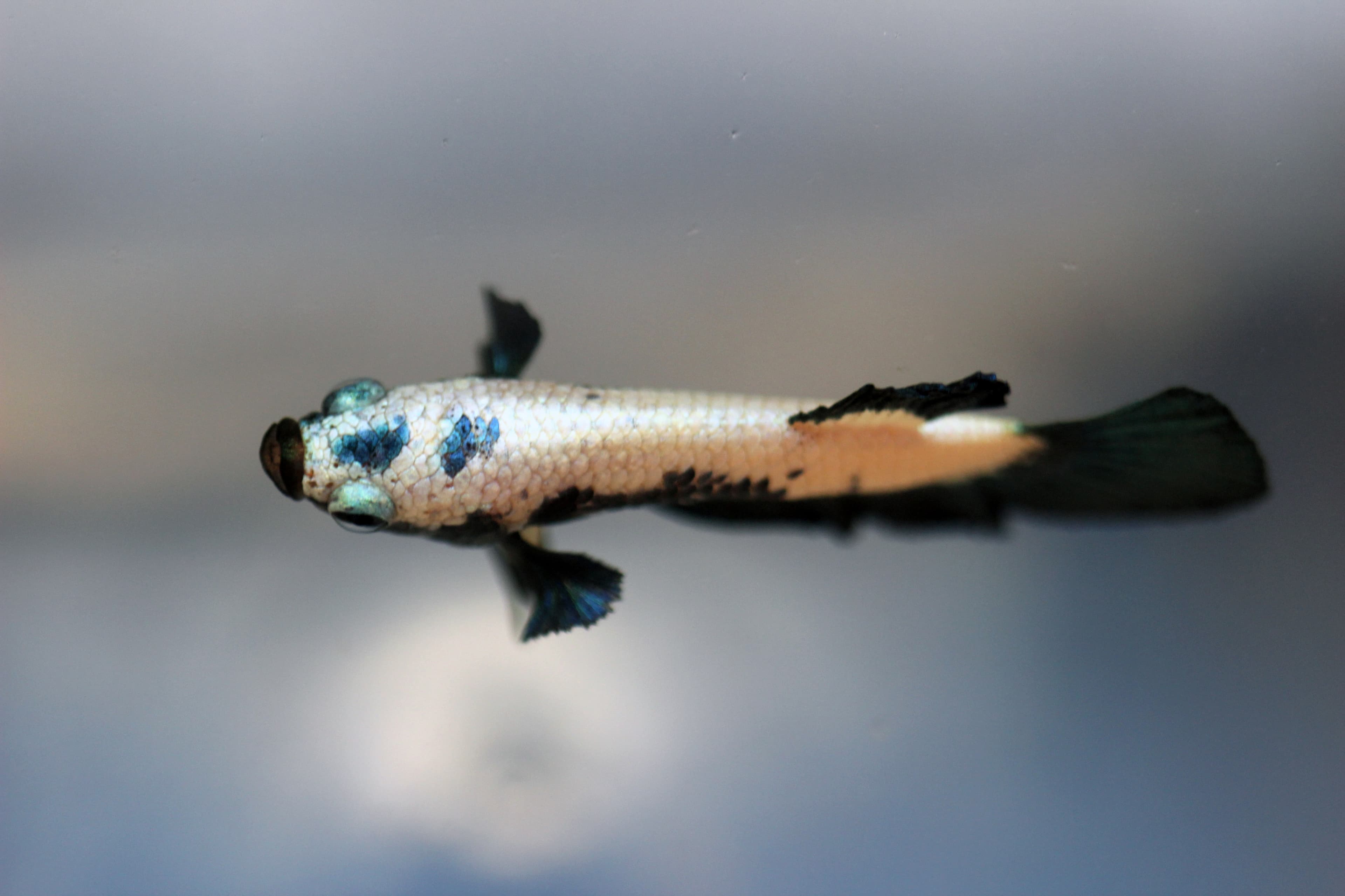 Betta Blue Rim