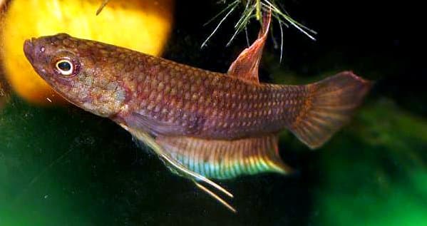 Dimidiata Betta