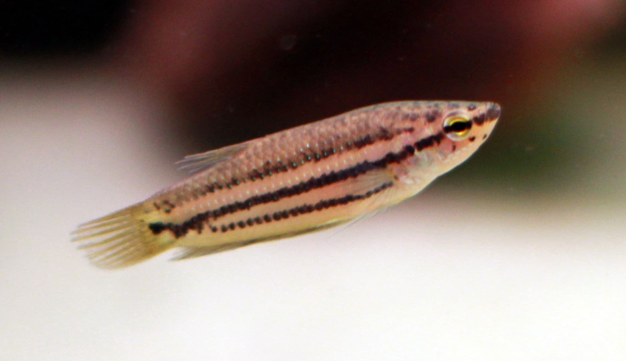 Edith's Betta