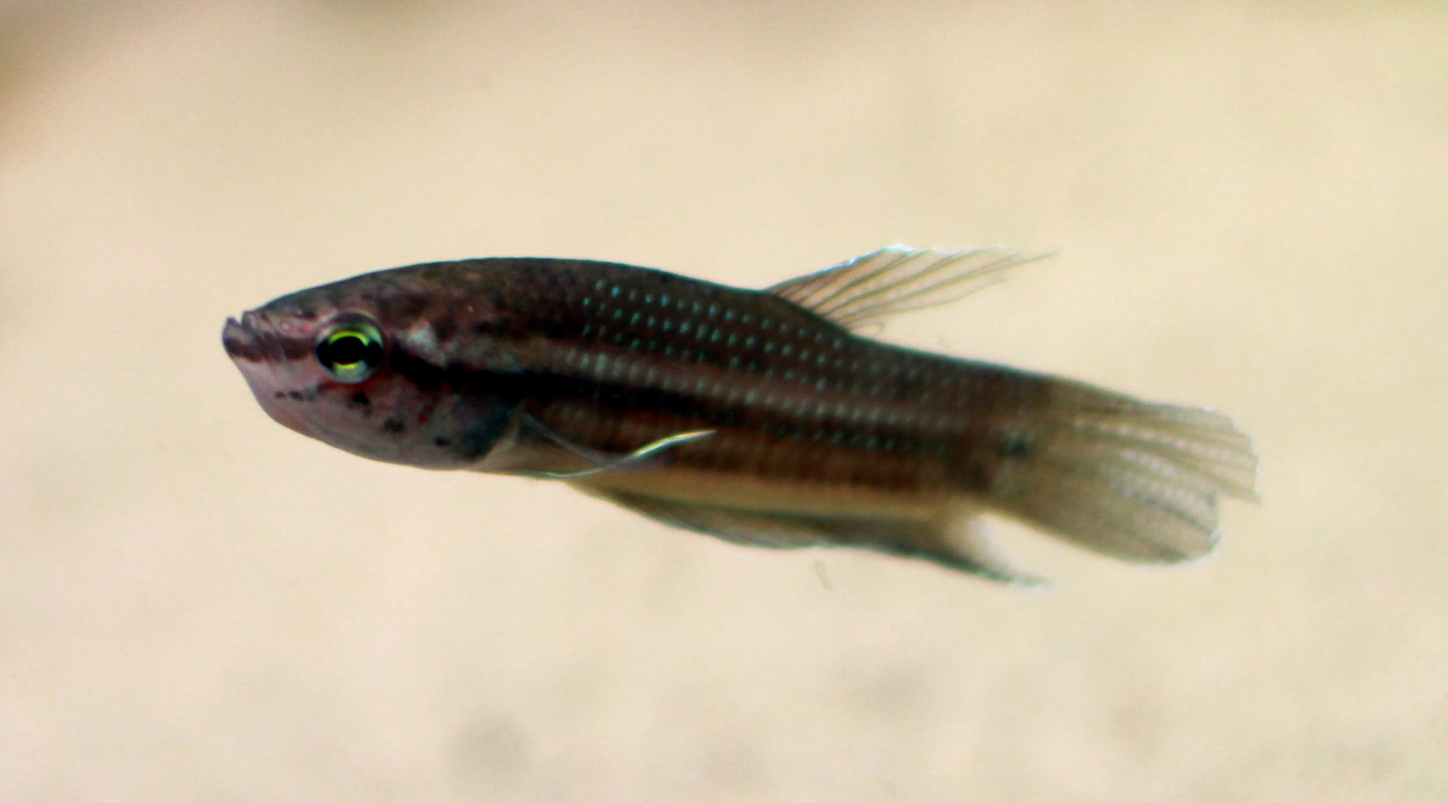 Edith's Betta