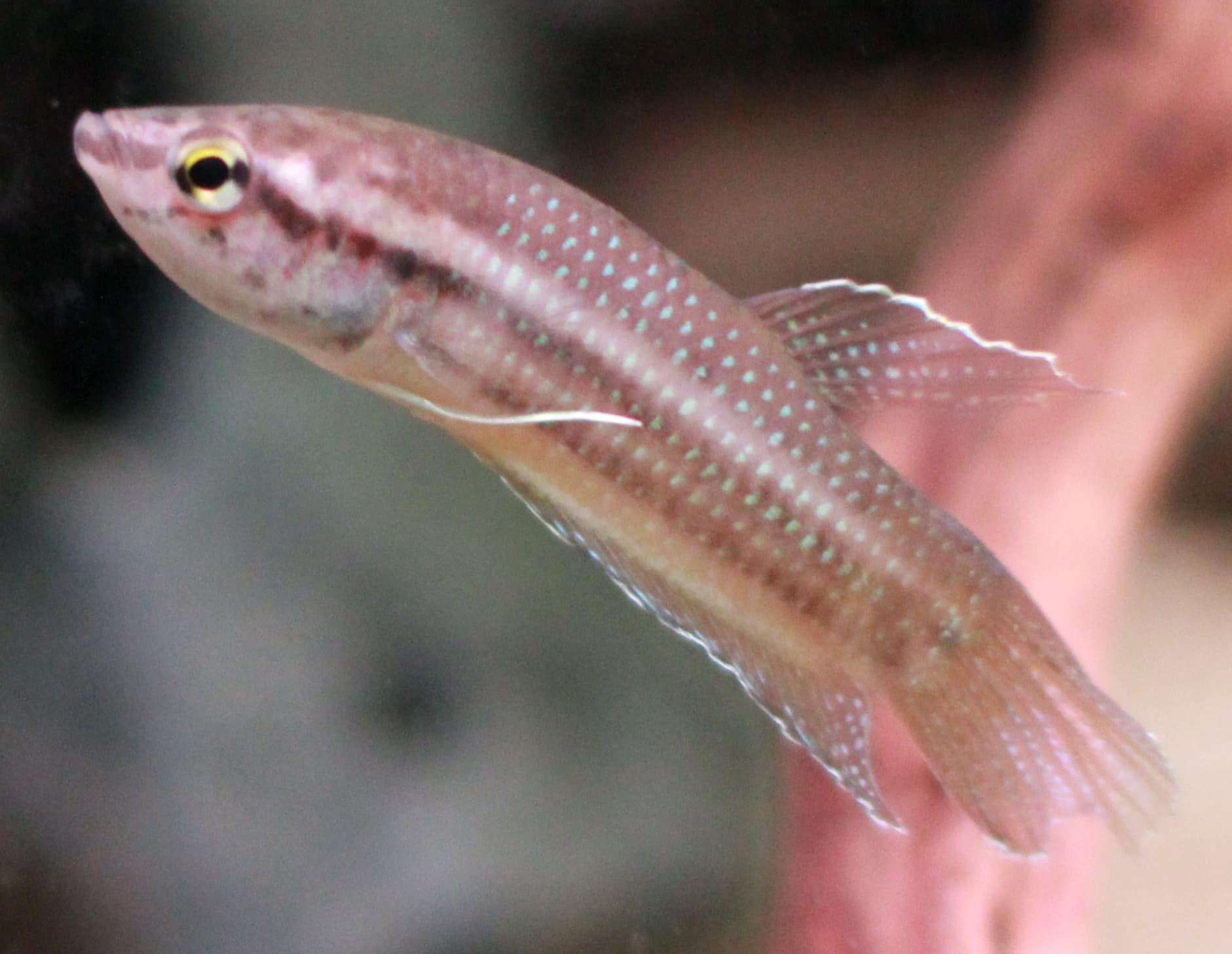 Edith's Betta