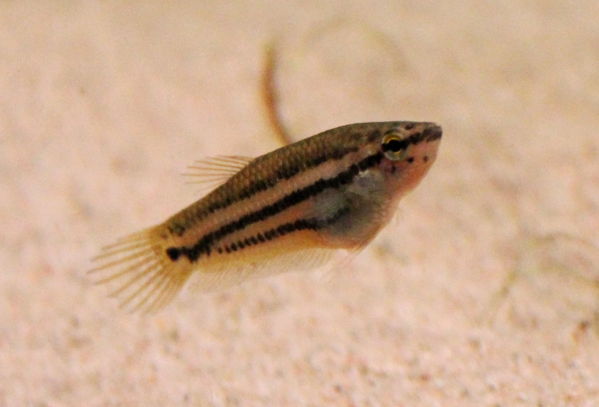 Edith's Betta