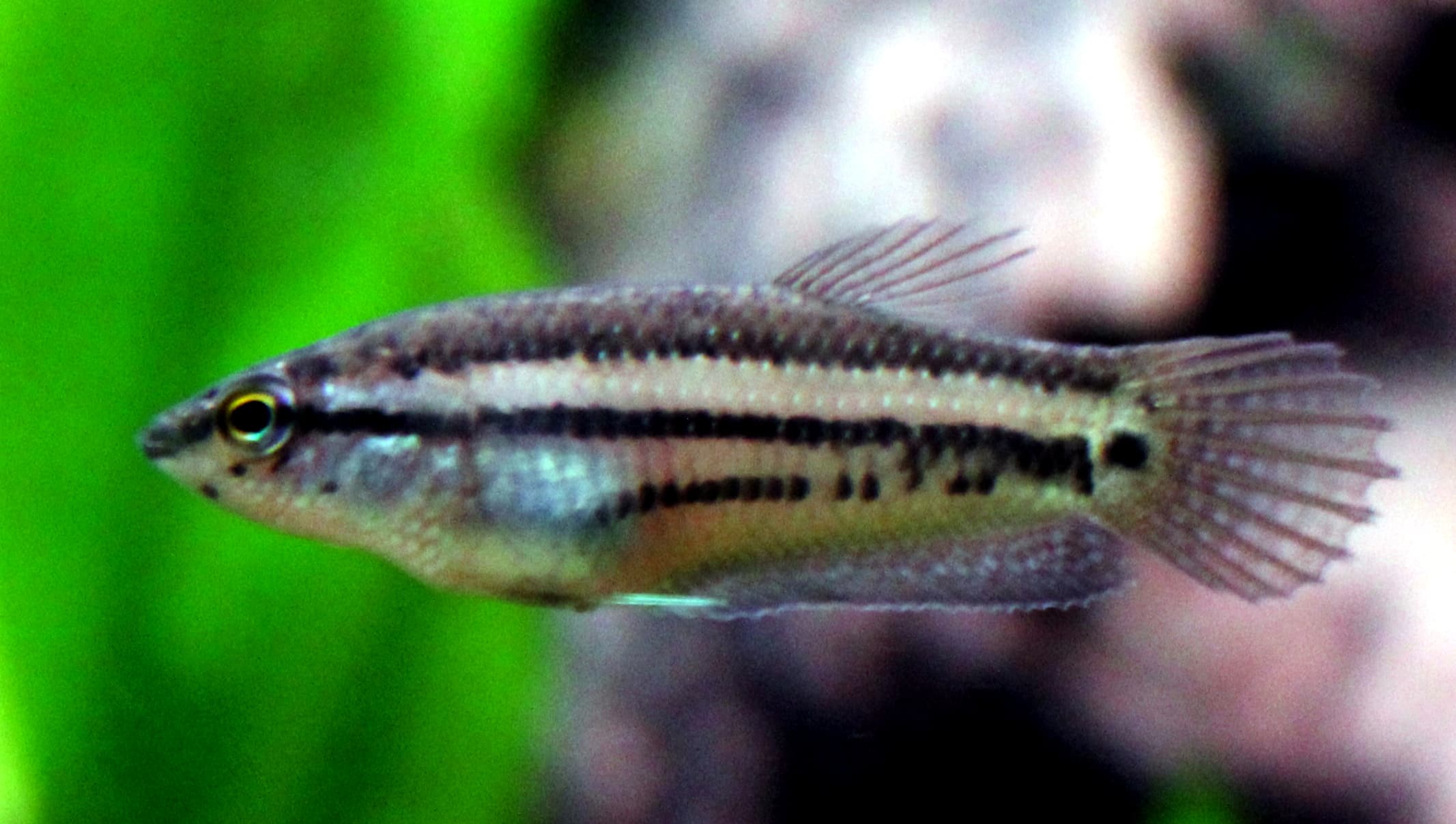 Edith's Betta