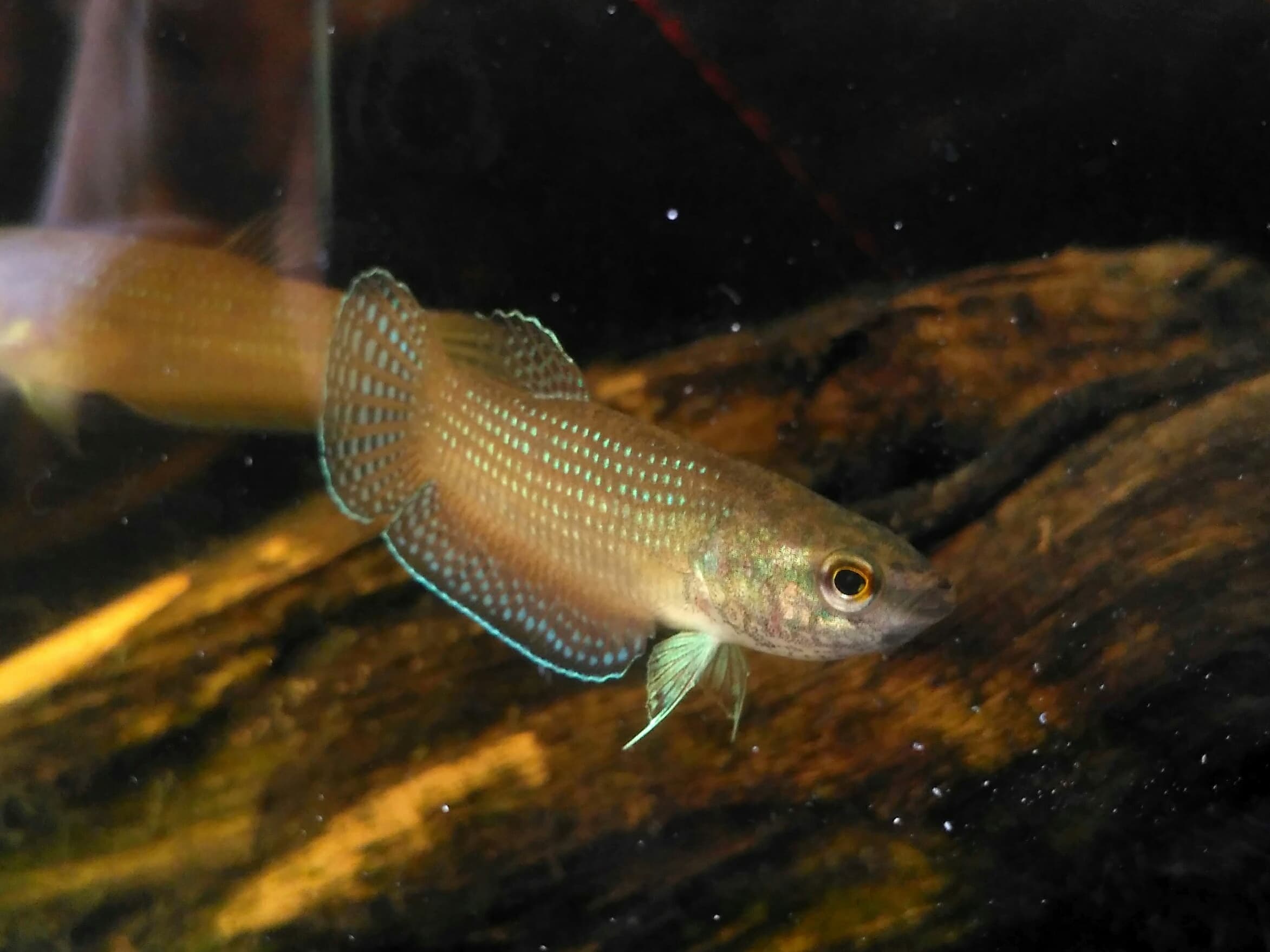 Edith's Betta