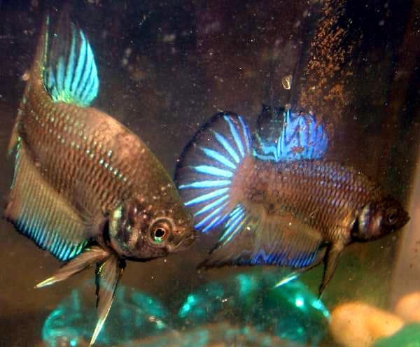 Betta Fish