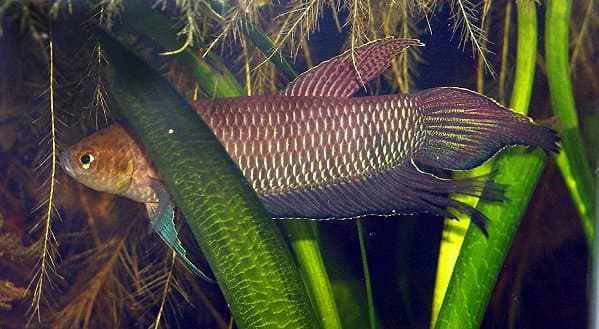 Simorum Betta