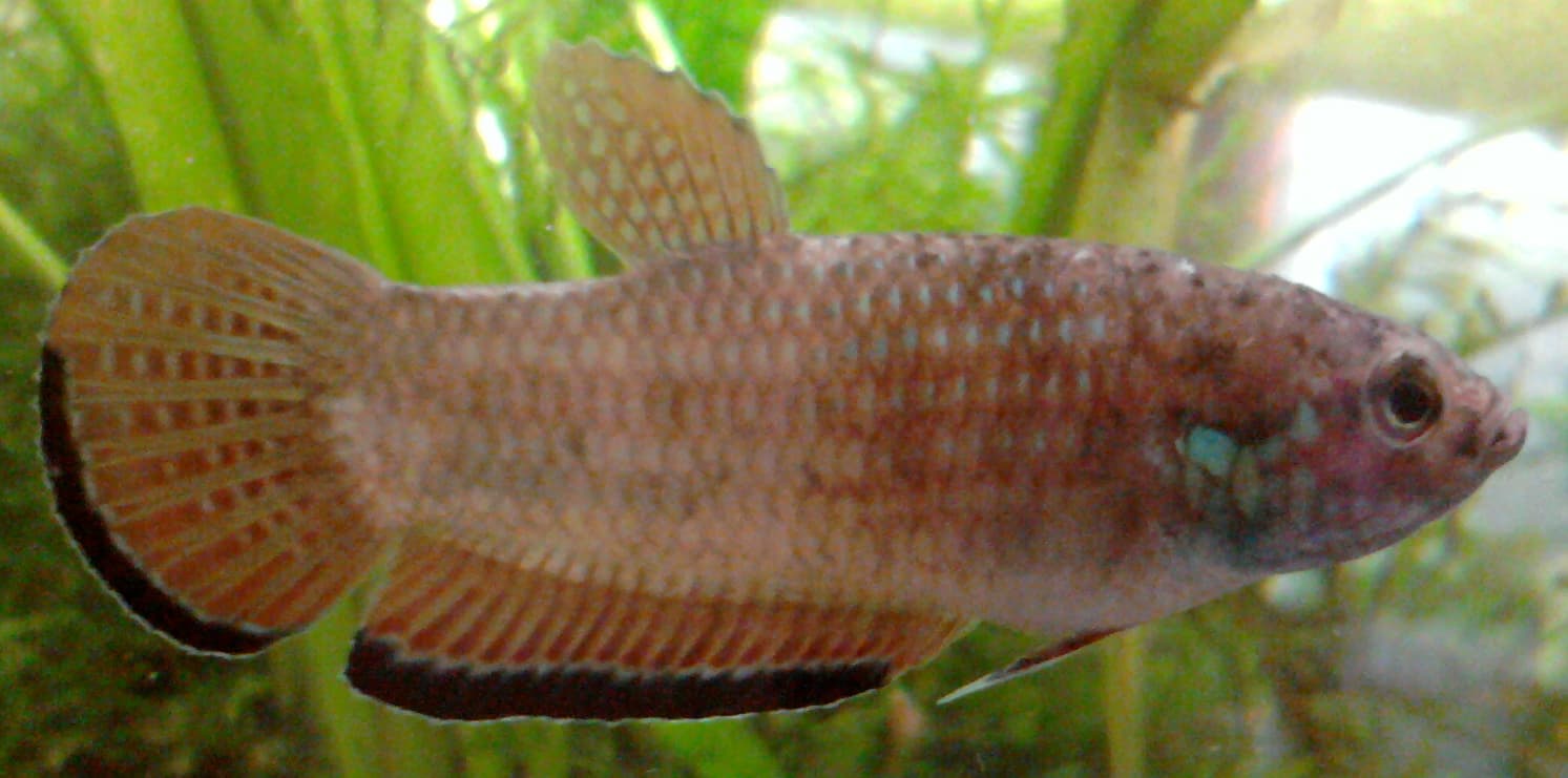 Krabi Mouthbrooding Betta
