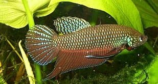 Emerald Green Betta
