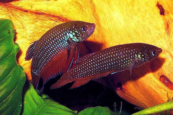 Emerald Green Betta