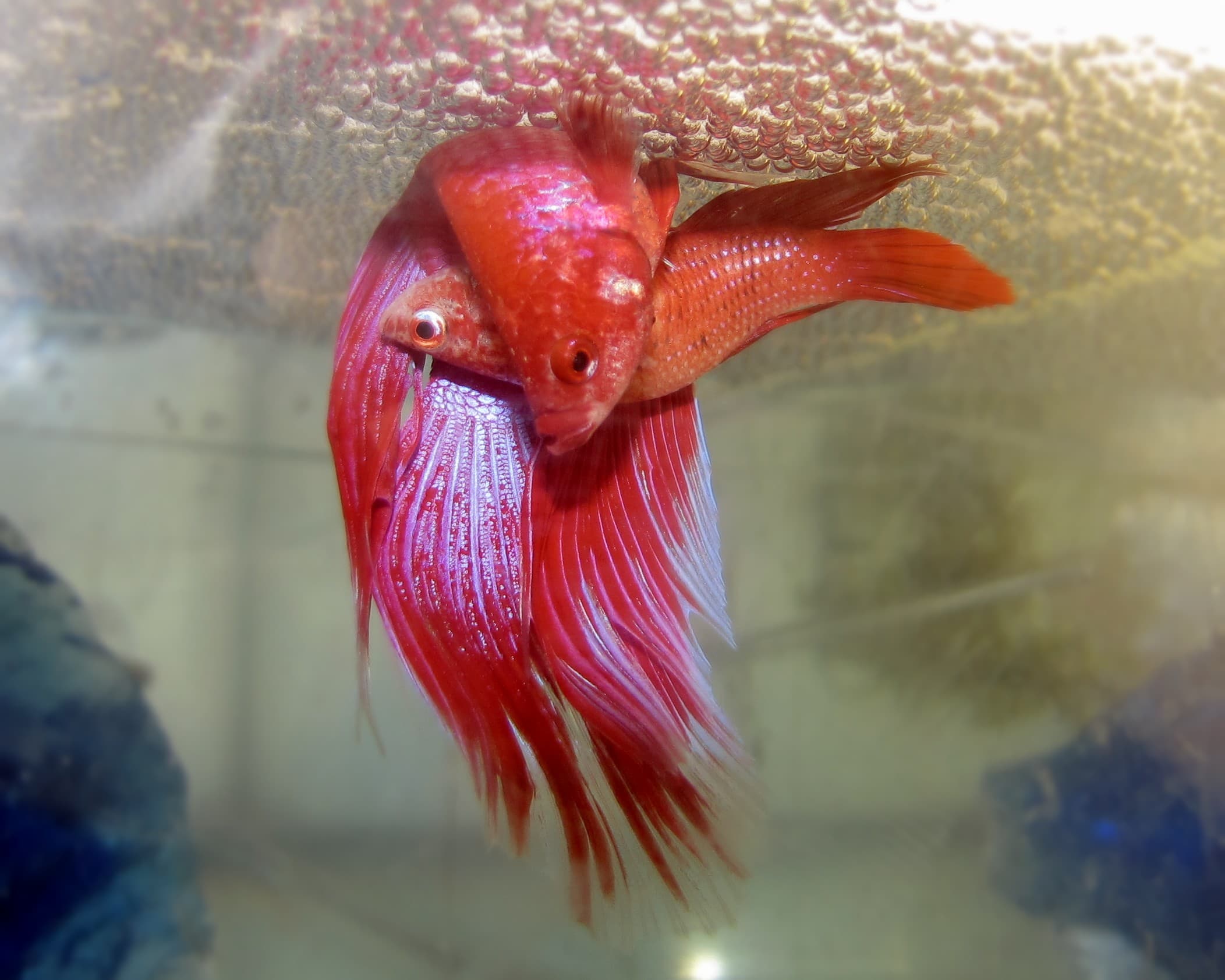 Betta Fish