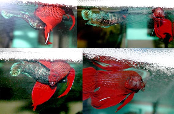 Betta Fish