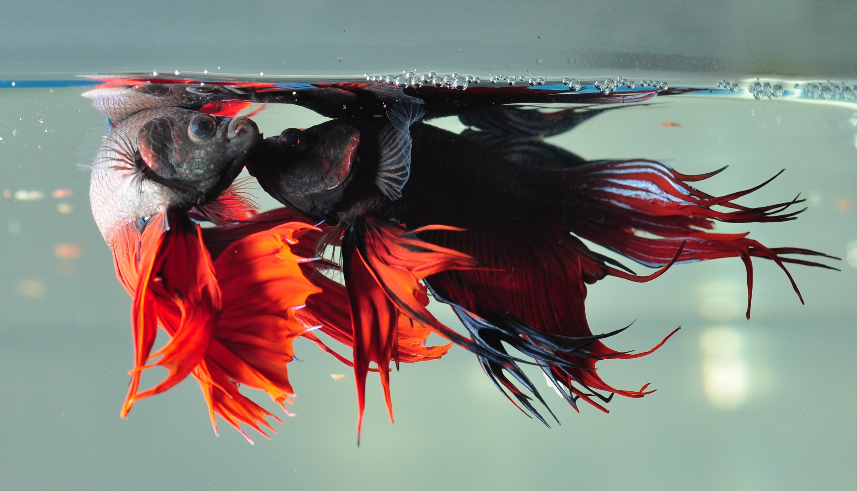 Betta Fish