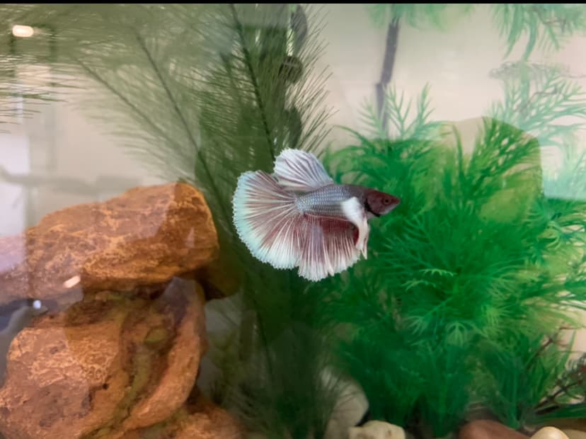 Betta Fish