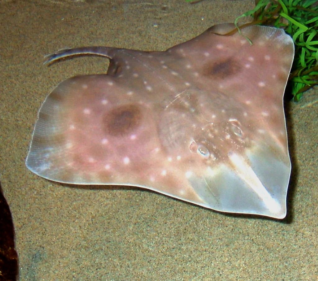 Big Skate