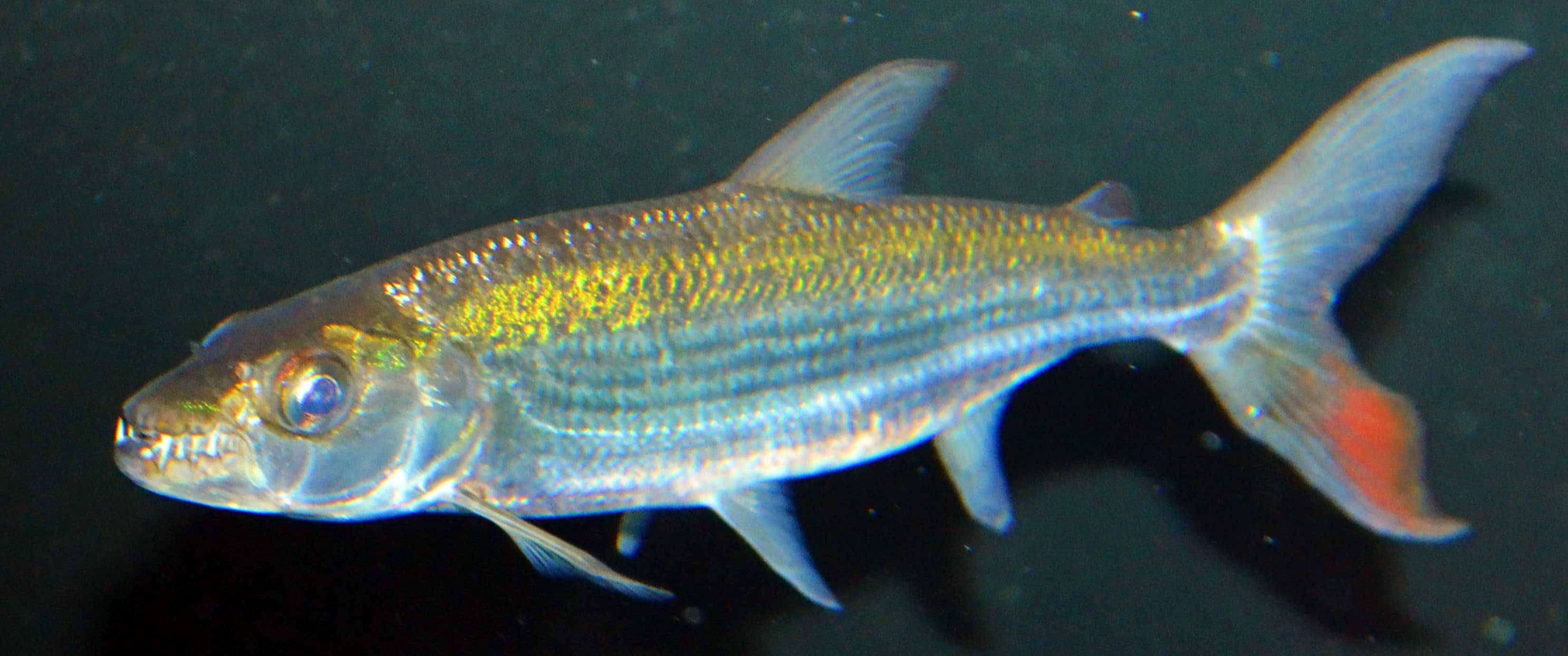 Goliath Tigerfish