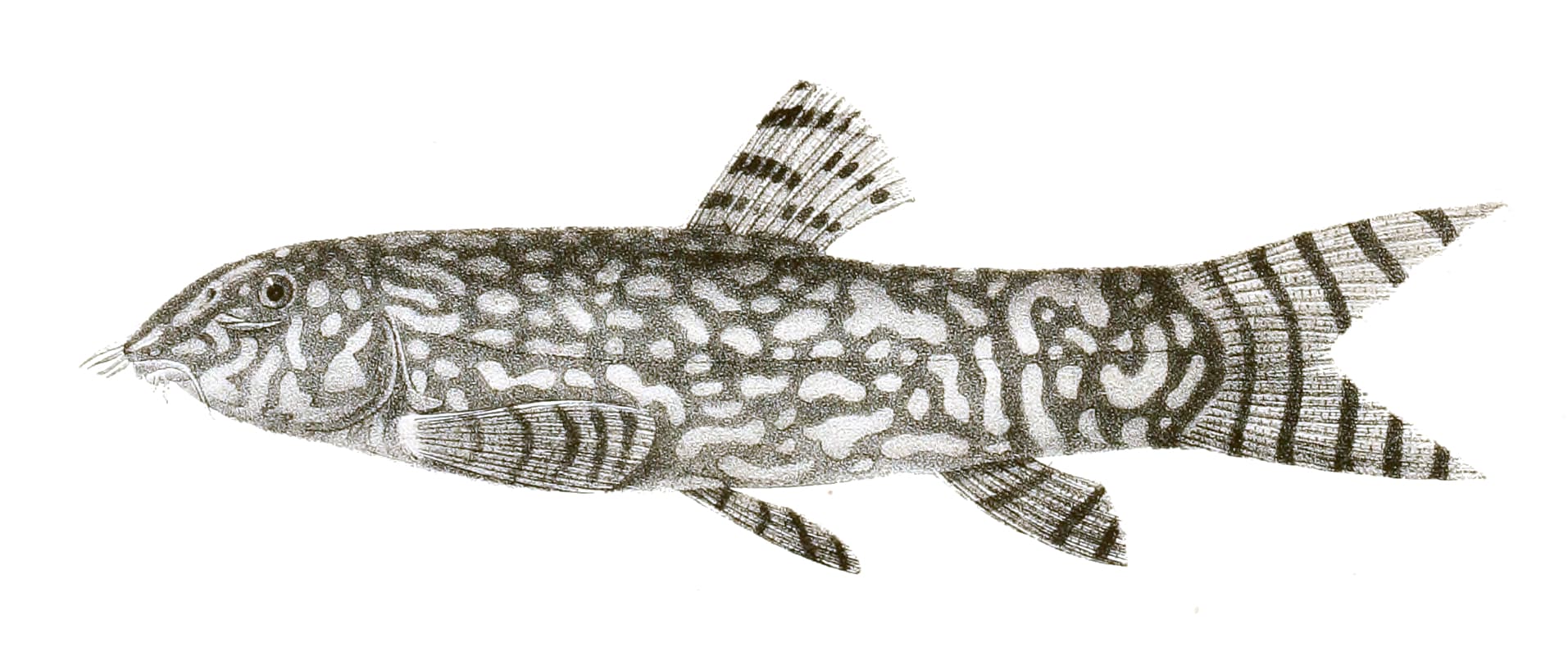 Yo-Yo Loach