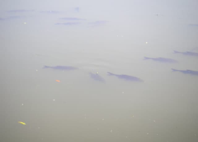 Common Bream
