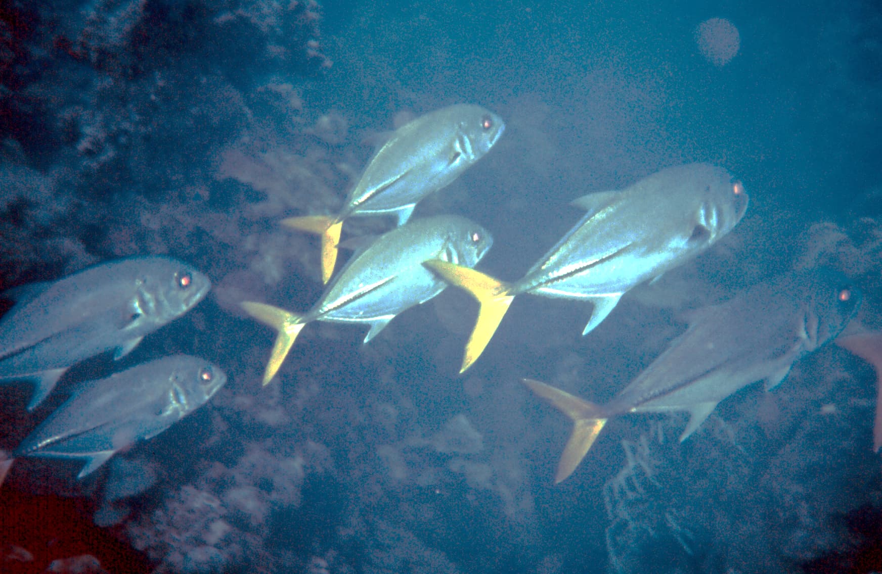 Jack (Crevalle)