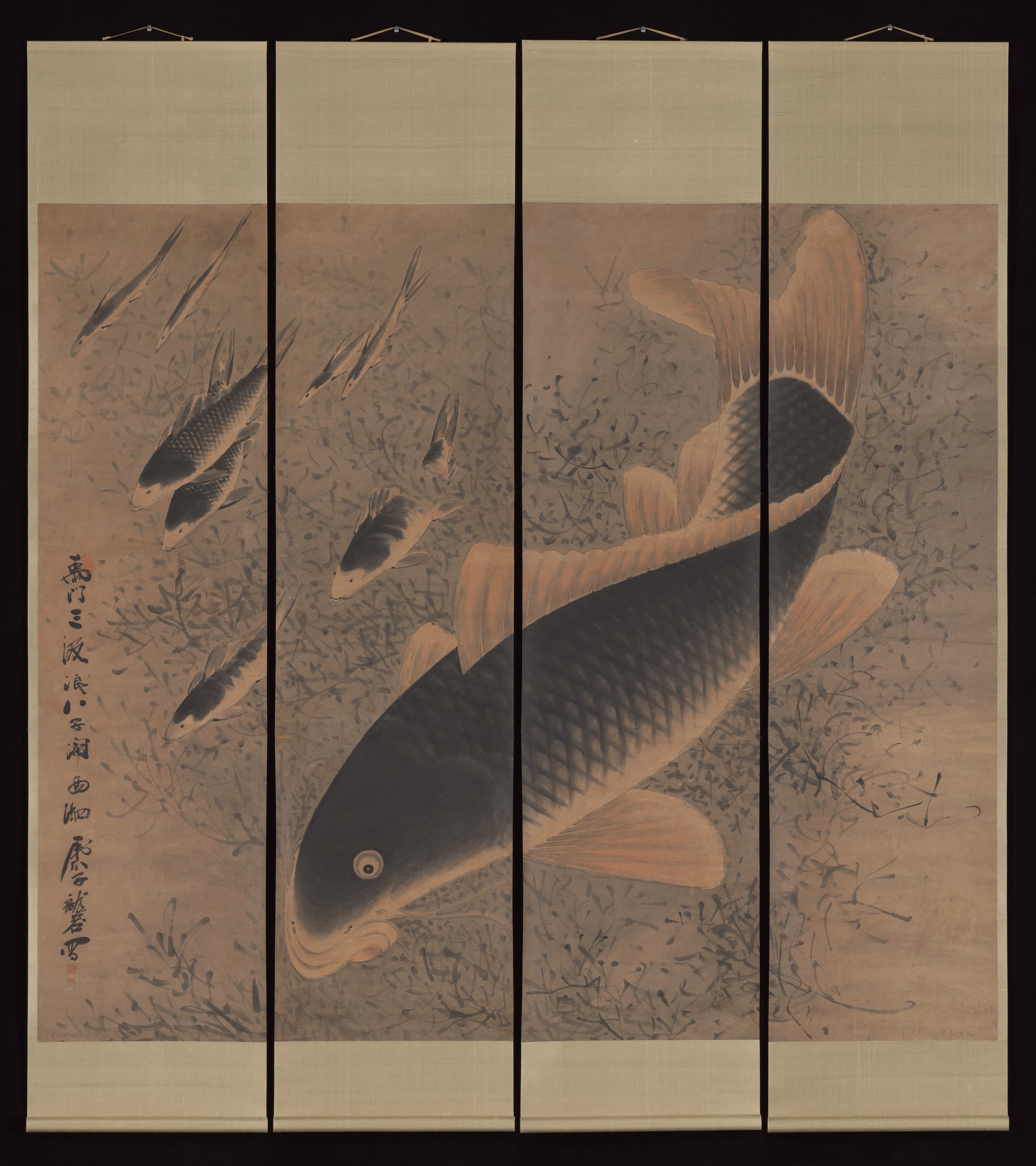 Common Carp