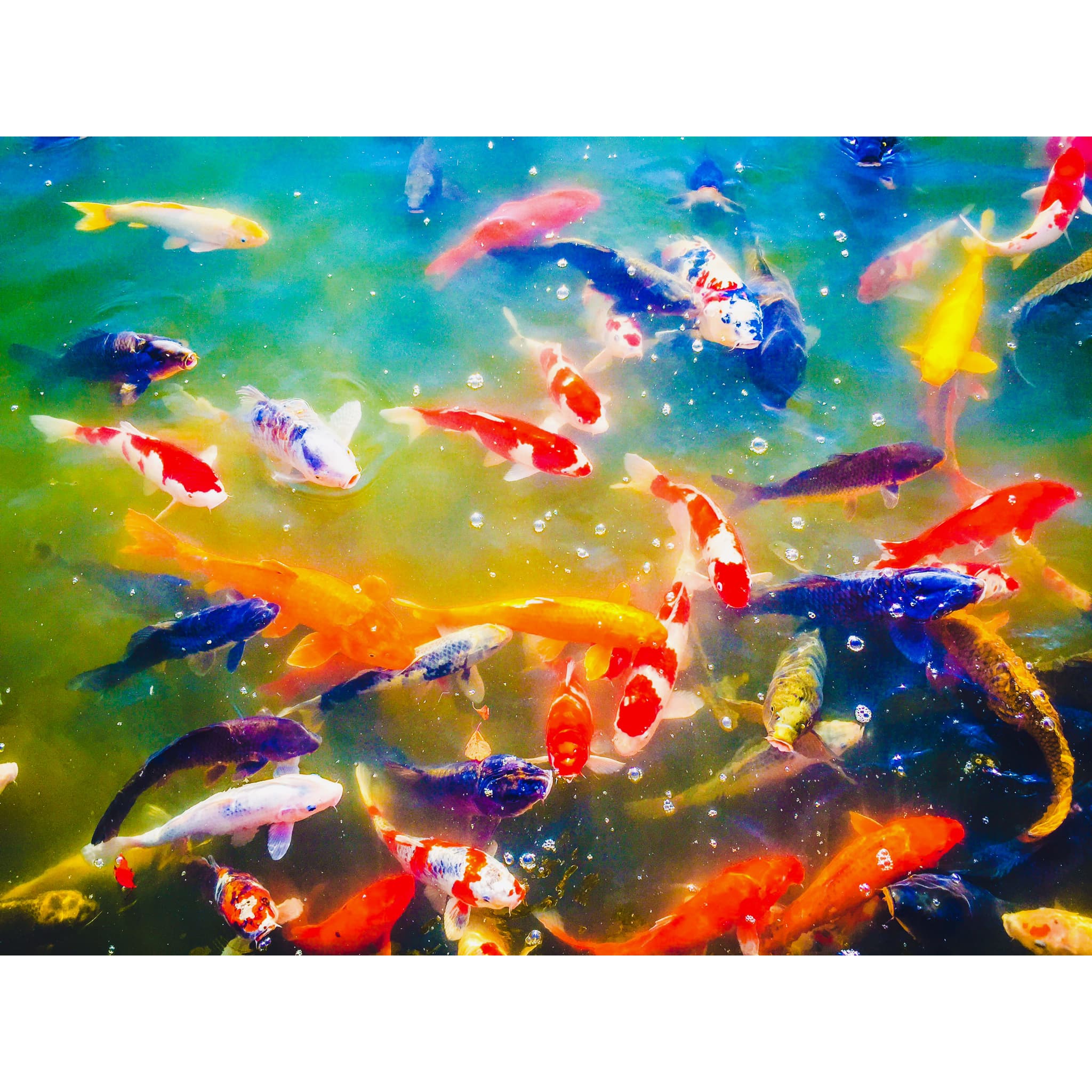 Koi Fish