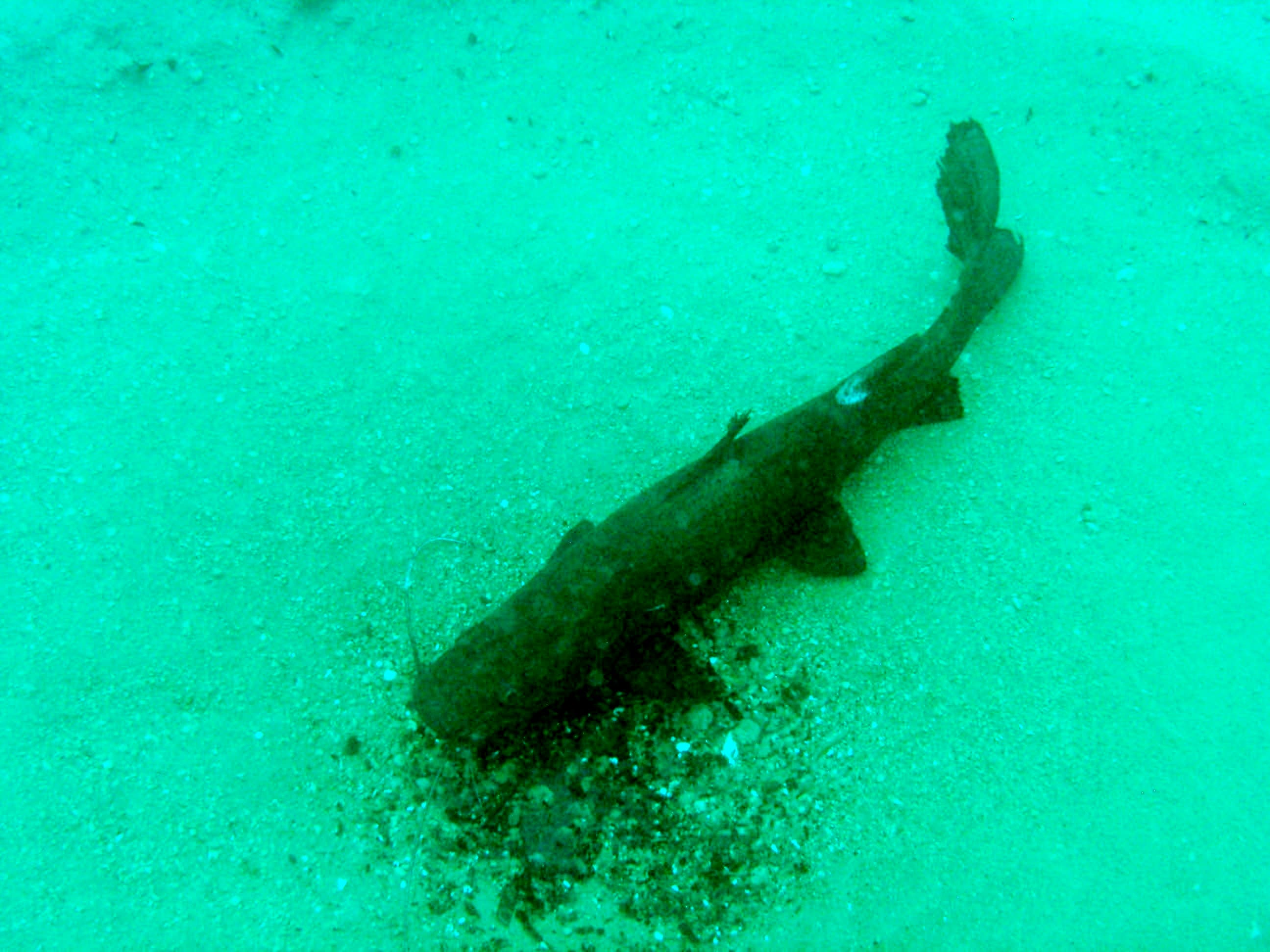 Kampango Catfish