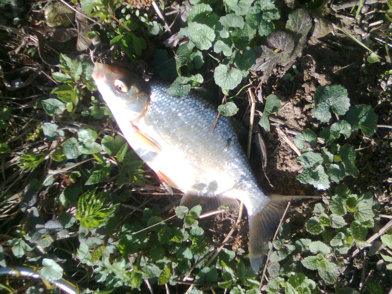 Common Bream