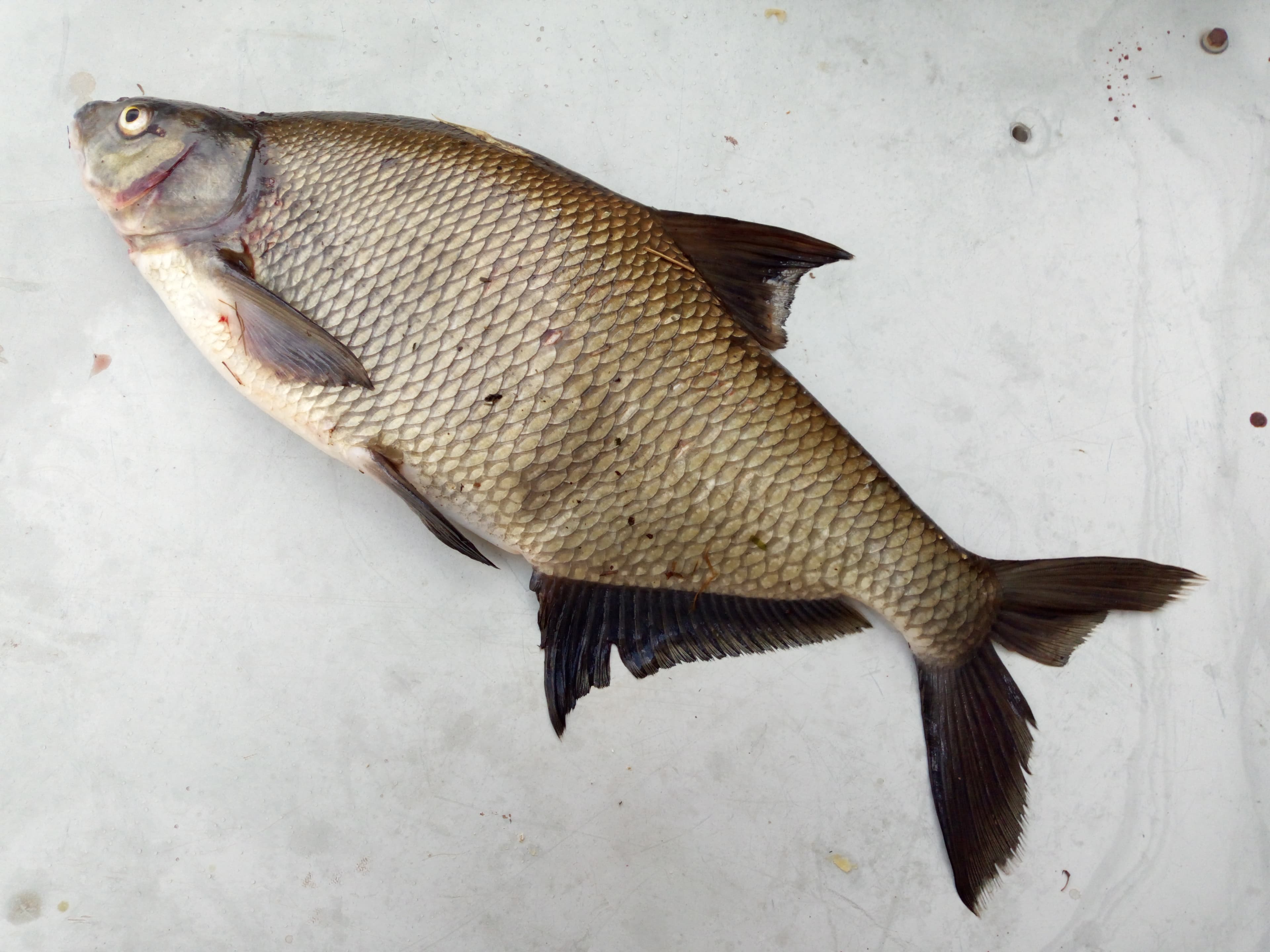 Common Bream